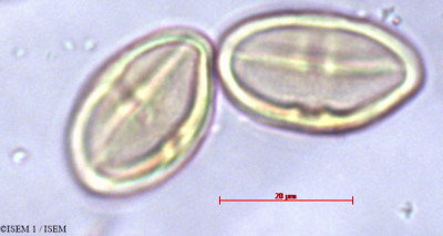 ISEM 1/Heteromorpha_trifoliata_25592/Heteromorpha_trifoliata_25592_0001(copy)_thumb.jpg